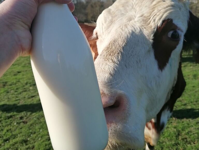 Ferme-du-Rivaud-vaches-lait-le-pizou-vallee-isle-perigord