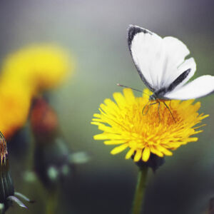 Papillon sur fleur