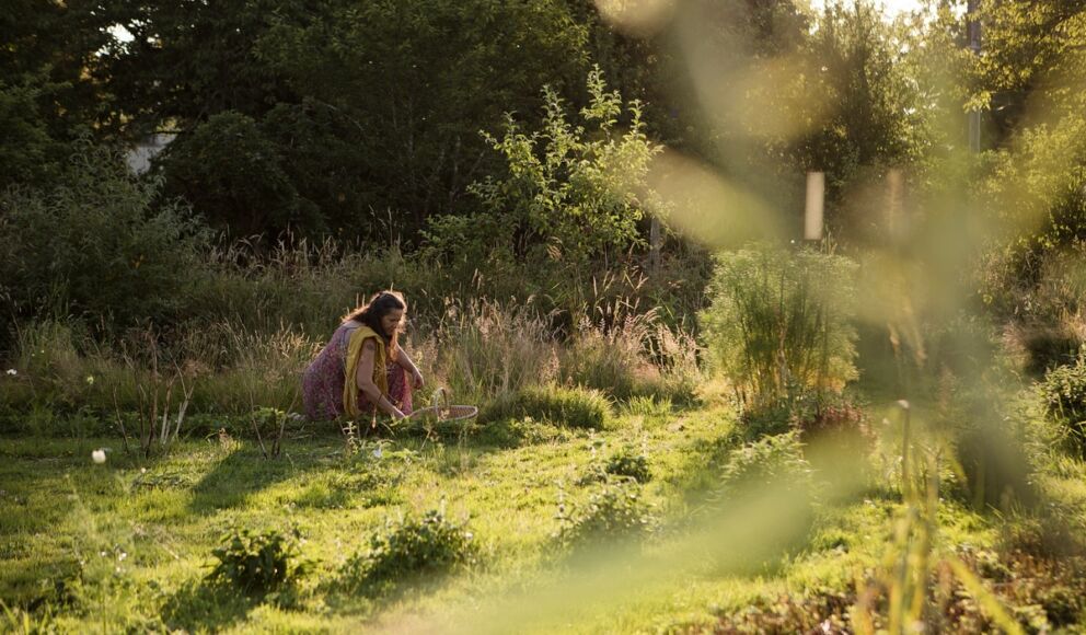 Récolte plantes médicinales jardin  Les Simples Sauvages