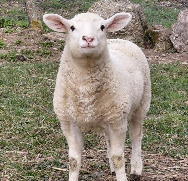 agneau-ferme-marie-jimmy-st-germain-du-salembre