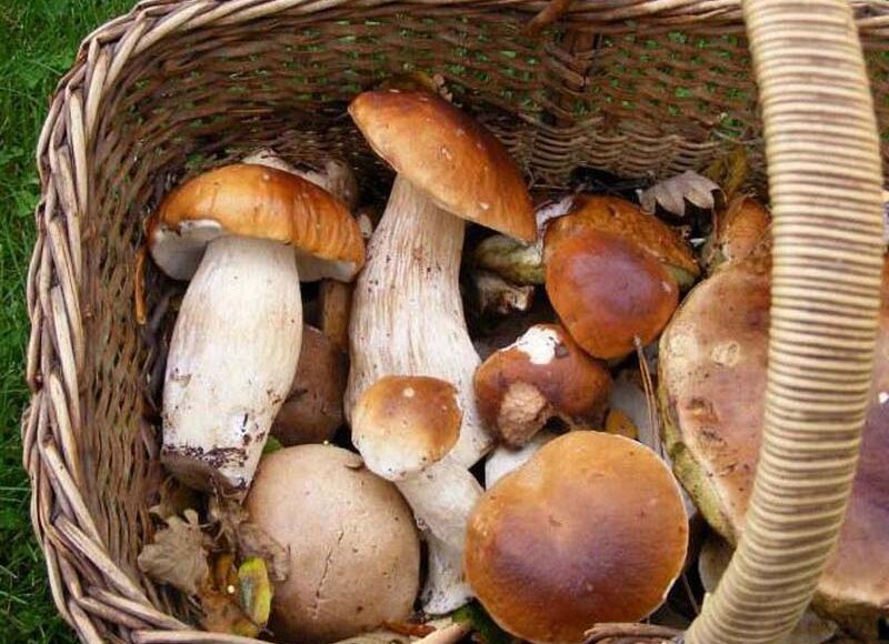 champignons cèpes