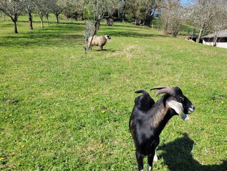 ferme-de-marie-jimmy-st-germain-chevres