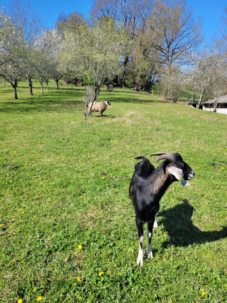 ferme-de-marie-jimmy-st-germain-chevres