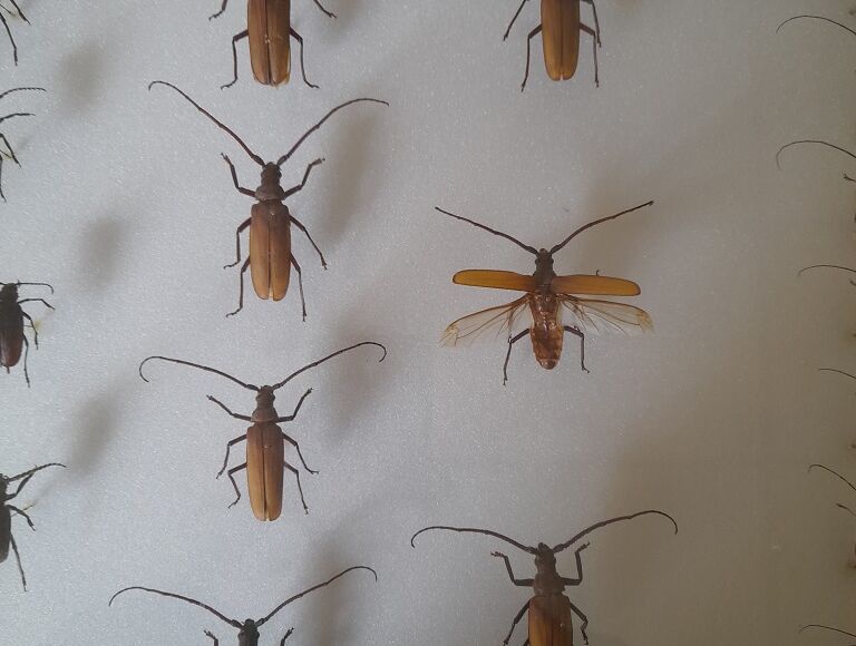 maison-insecte-montpon-scarabée-grosplan