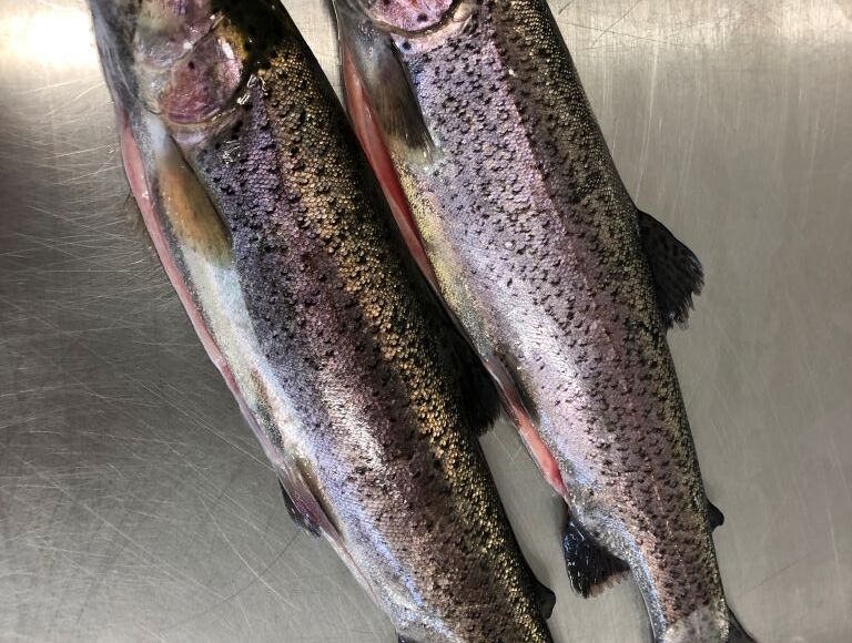 pisciculture-moulin-boissonnie-douzillac